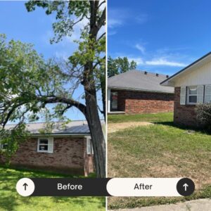 Tree Removal Expert Services in Branson