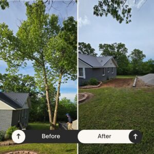 Commercial Tree Removal Service in Branson
