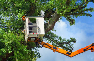 Read more about the article Why Regular Tree Trimming Is Vital? Expert Branson Tree Services Explained!
