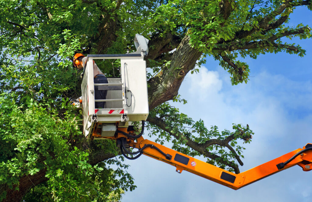 You are currently viewing Why Regular Tree Trimming Is Vital? Expert Branson Tree Services Explained!