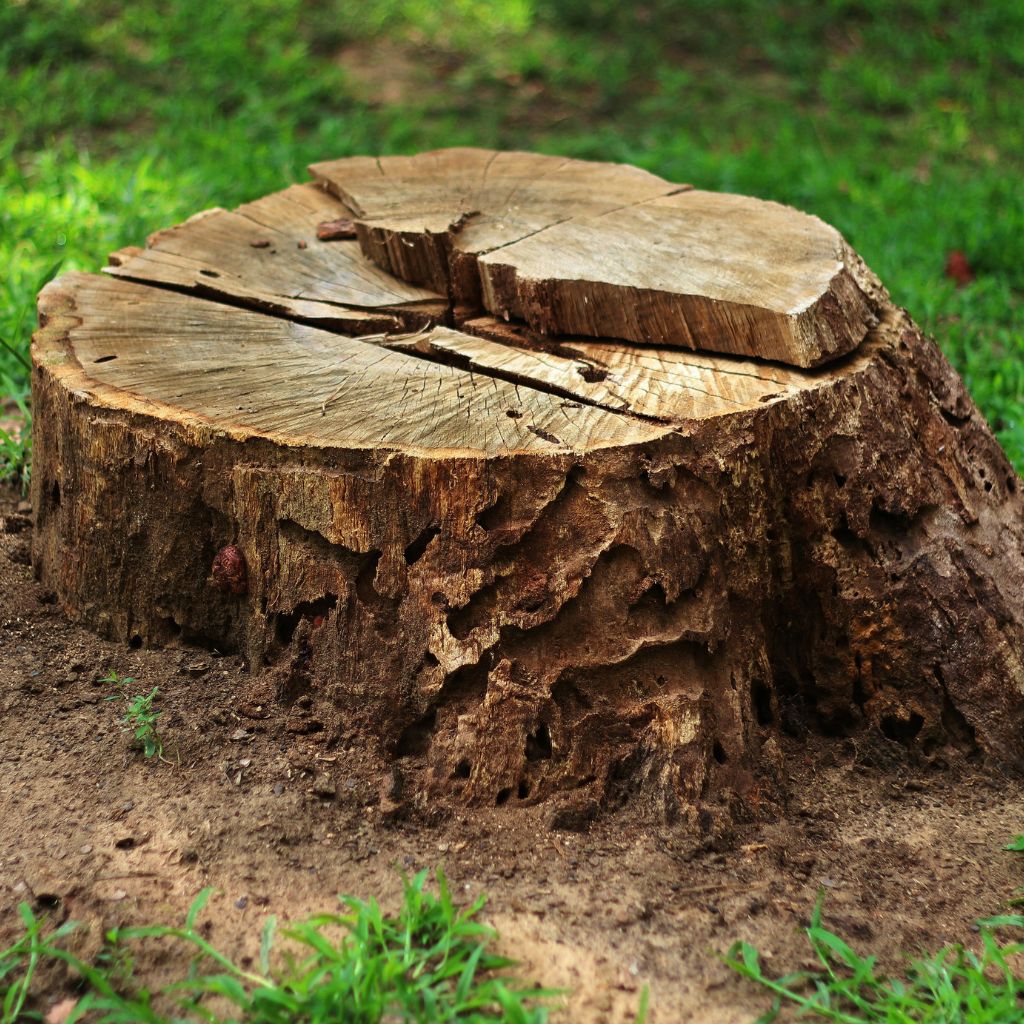 Stump Grinding vs. Stump Removal Branson