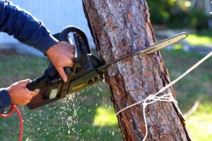 Read more about the article 5 Hidden Signs You Need Tree Removal Services in Branson