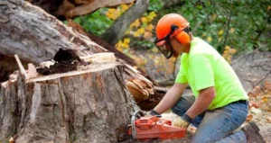 Read more about the article Why Professional Tree Removal Services in Springfield Are Safer Than DIY