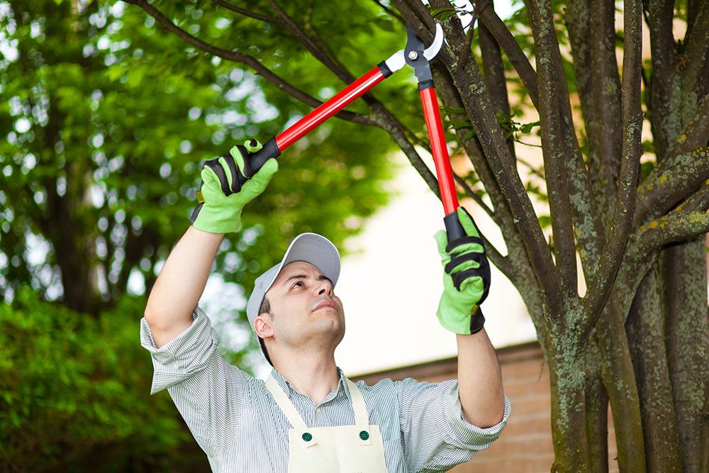 Tree Trimming Branson