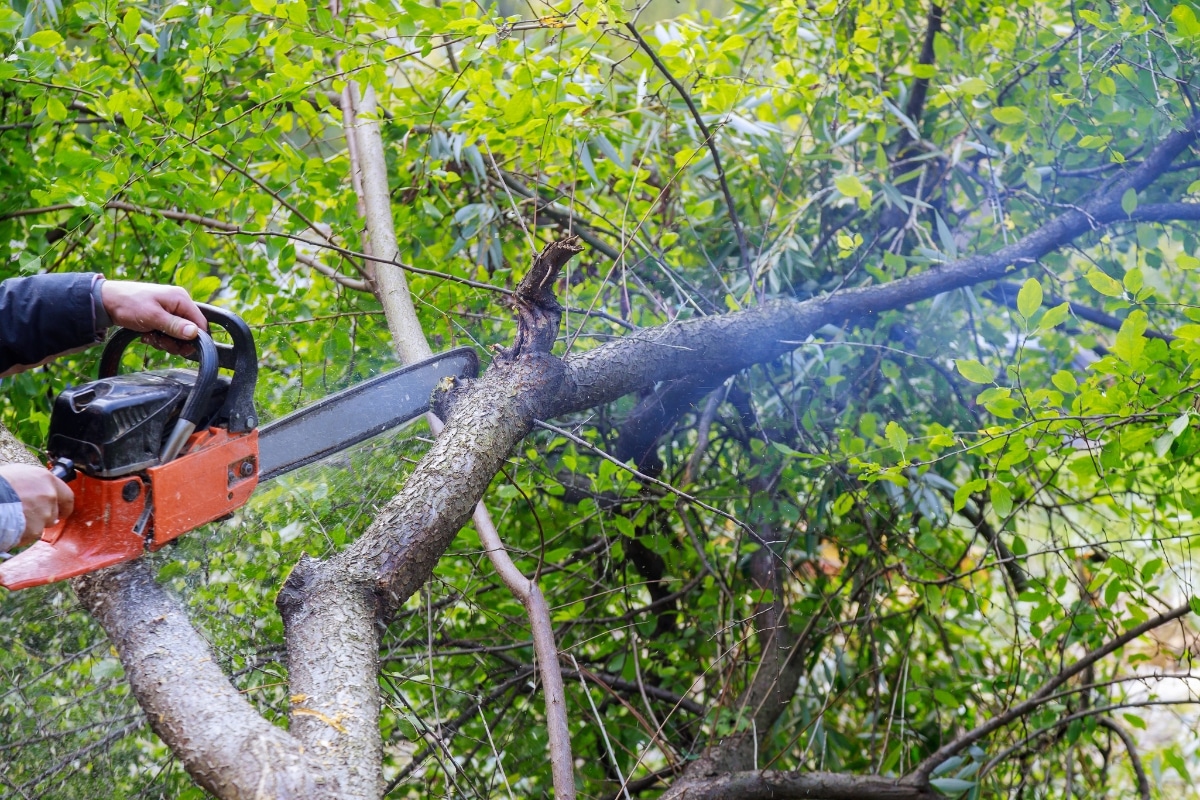 Springfield Tree Removal Services