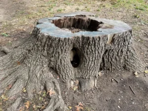 Read more about the article How to Prepare Your Trees for the Storm Season in Springfield and Branson?