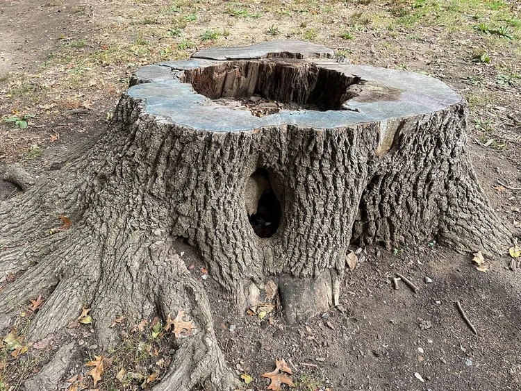 Stump Removal in Springfield