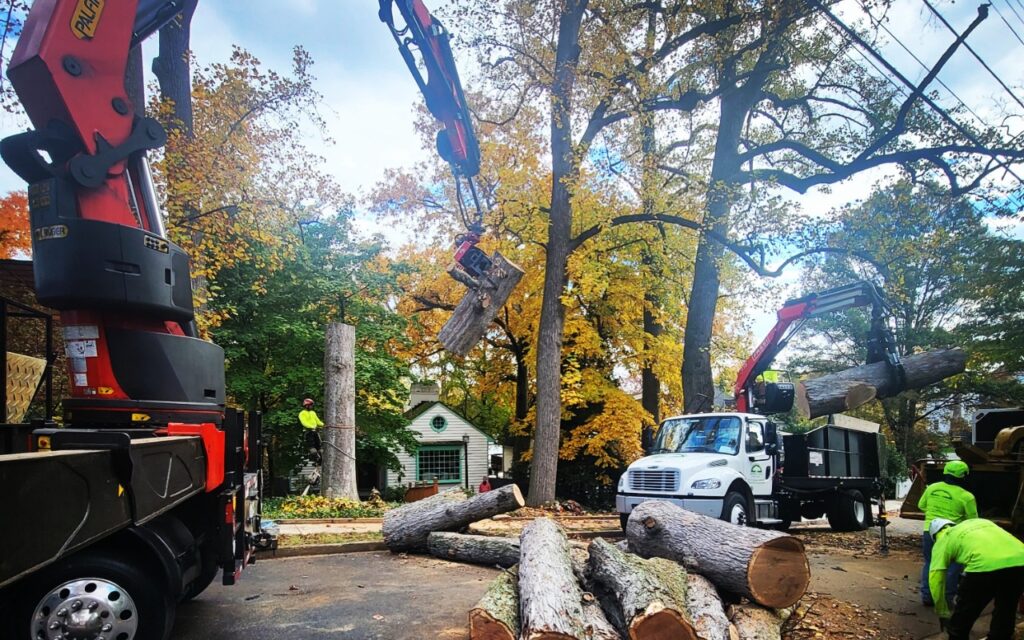 Tree Removal in Springfield
