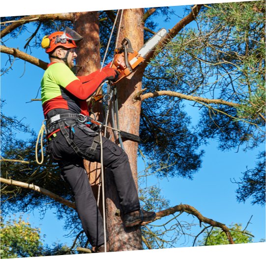 Tree Services in Springfield
