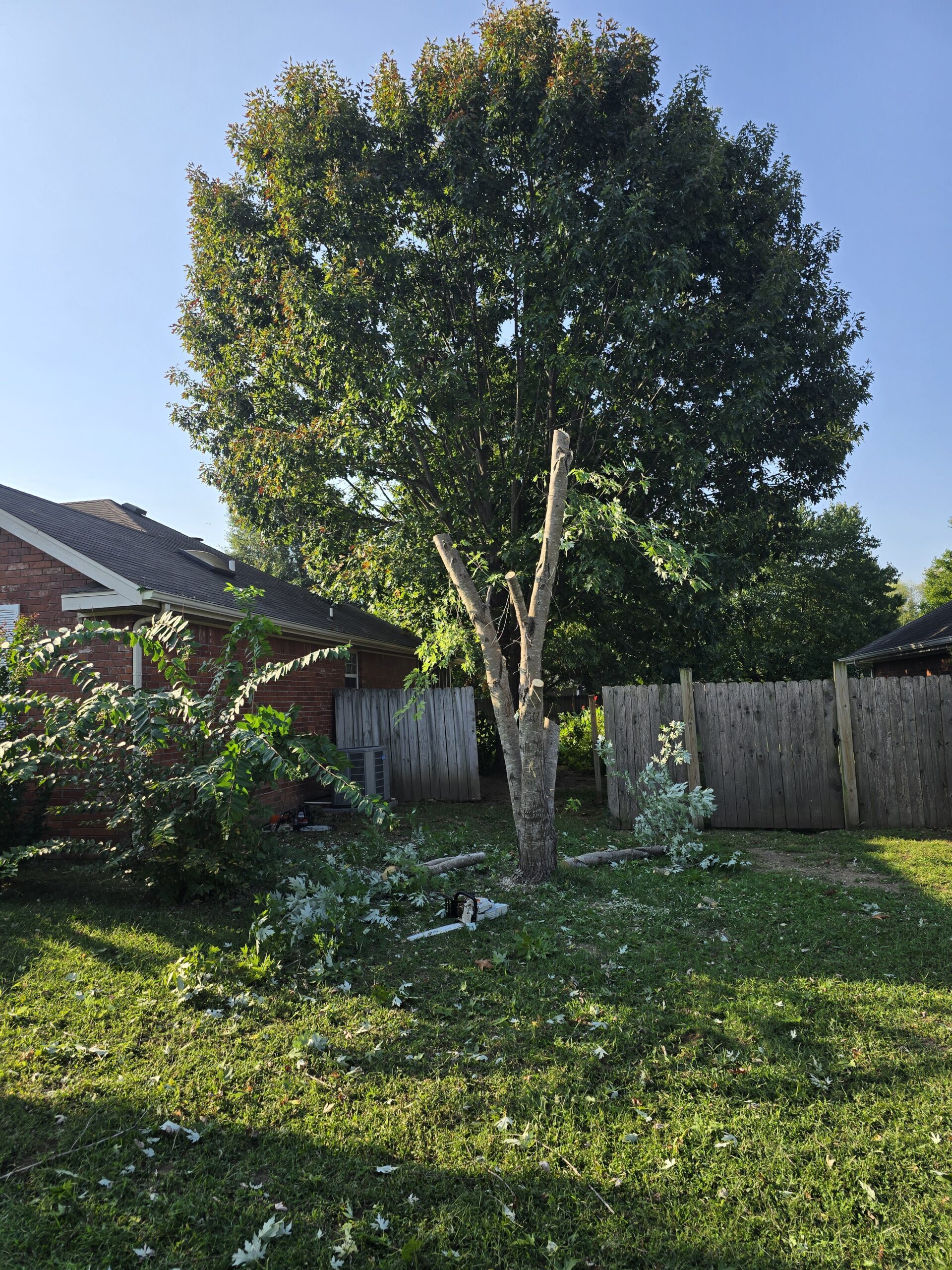 Stump Removal in Springfield