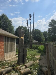 Read more about the article Understanding Tree Health With Tree Removal Services in Springfield: Key Signs of Disease and Pests!