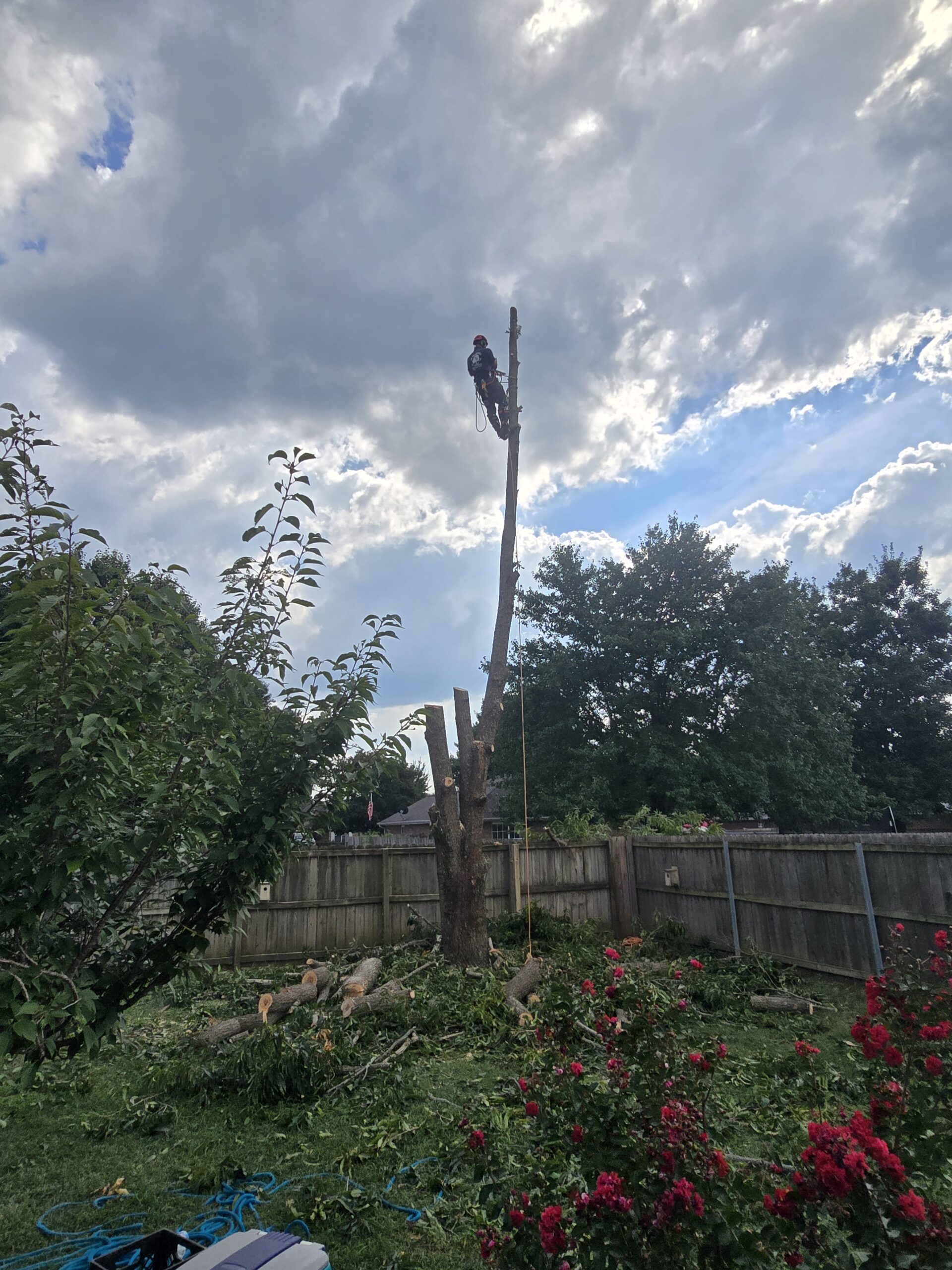 Springfield Tree Services