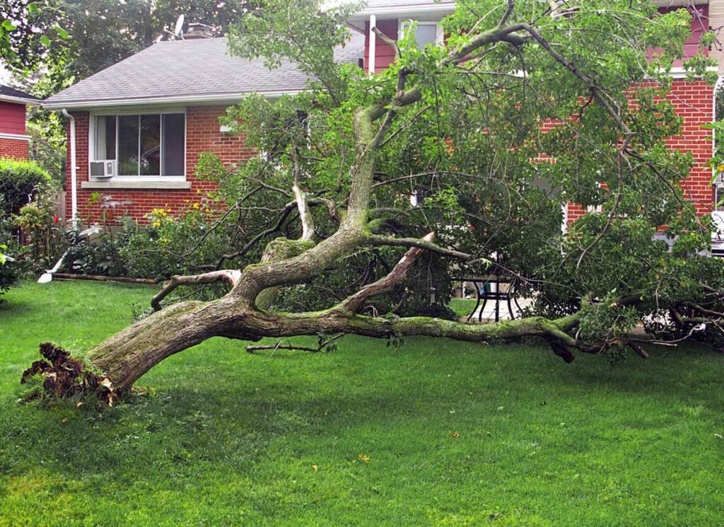 Tree Services in Springfield