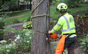 Read more about the article How Much Does Tree Removal Cost in Branson, Missouri? (2025 Guide)